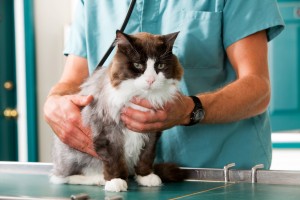 Cat Check-up