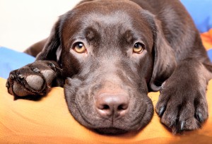 Chocolate Labrador