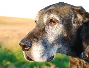 Portrait Of An Old Dog