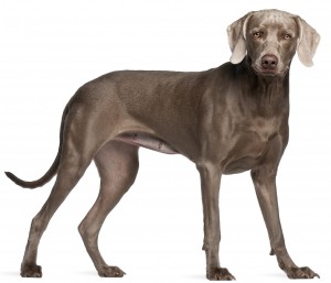 Weimaraner