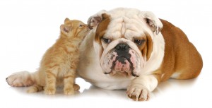 cat and dog - cute kitten whispering into english bulldogs ear o