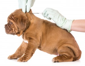 veterinary care - dogue de bordeaux being microchipped isolated