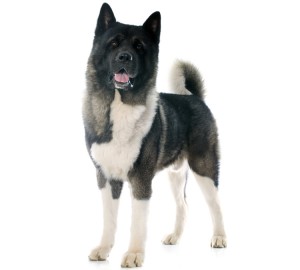 Akita