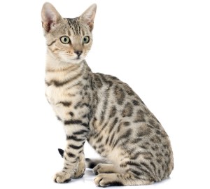 Bengal