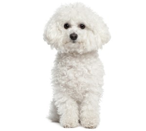 Bichon Frise