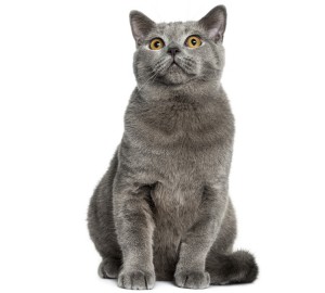 British-Shorthair