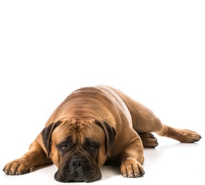 Himalayan bullmastiff best sale