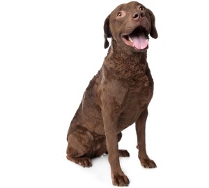 Chesapeake Bay Retriever