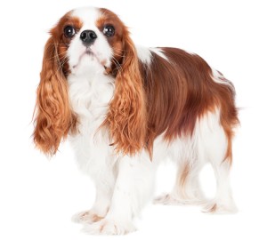 English-Toy-Spaniel