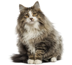 Norwegian Forest Cat