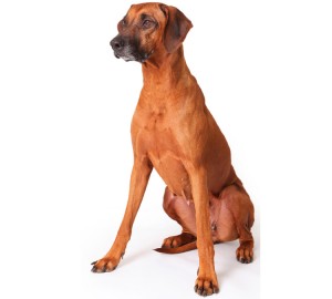 Rhodesian-Ridgeback