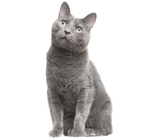 Russian-Blue