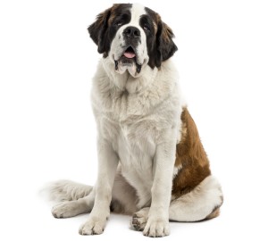 Saint Bernard