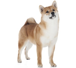 Shiba Inu