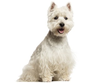 West Highland White Terrier