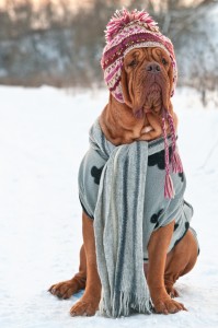 Dog in the snow.