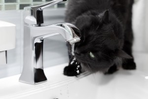 black cat drinks water from the tap