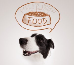 Cute black and white border collie thinking about a bowl of food