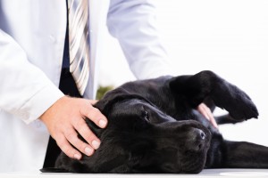 vet checks the health of a dog
