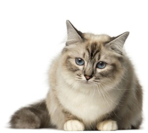 Birman