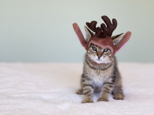 Christmas Kitten