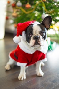 French bulldog dressed up in santa costume for Christmas