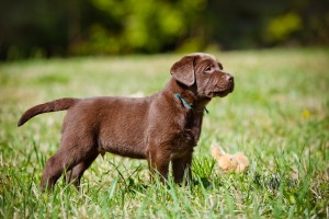brown labrador retriever puppy