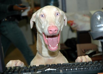 Smiling Dog on Computer