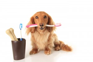 Dog Dental Health