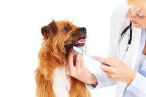 Dog Dental Cleaning