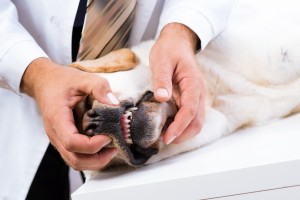 Dog Teeth Checkup at the Vets