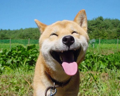 Smiling Dog Outside