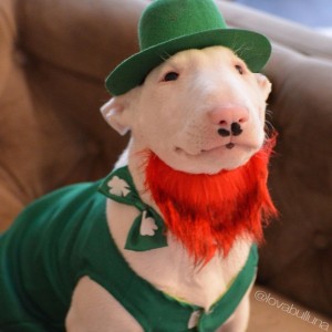 Dog St Patricks Day