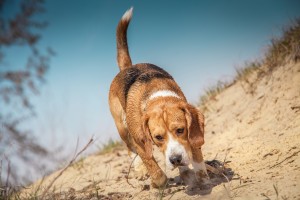 Beagle Dog