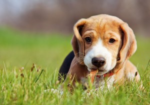 Beagle puppy playing in green grass