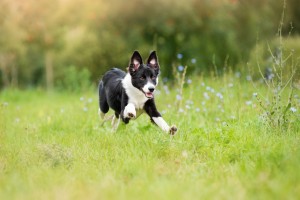 Border Collie Puppy