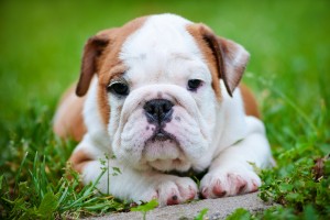 english bulldog puppy