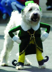 Dog Irish Leprichaun