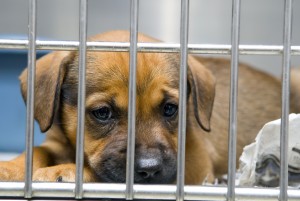 Puppy in a cage at the shelter